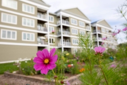 Pink-flower-w-110-43-balcony-in-background5