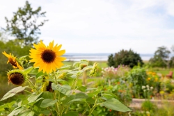 Sunflower-Woodman-garden