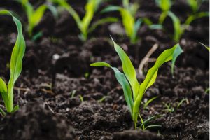 plants growing green POLYCORP energy efficiency plants